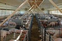 The hogs at 4D Livestock would be given at least 8 square feet per pig. That's the setup at Liberty Swine Farms in Wabash, where 25 pigs are in pens measuring 200 square feet. / Photo provided by Liberty Swine Farms