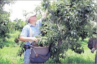 It&rsquo;ll be a stretch: Gerald Venne picks part of the small crop of apples at Tuttle Orchards. Staff photo by Arika Herron