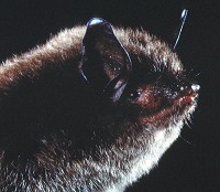 The endangered Indiana bat is thought to live in the area that would be flooded by the proposed Mounds Lake Reservoir.