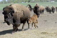 A calf keeps up with its mother at the Broken Wagon Bison Farm in Union Township, Tuesday May 14, 2013. The farm currently has 19 new calves in its herd of 104 bison. | Stephanie Dowell~Post-Tribune
