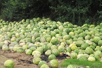 Hundreds of discarded seedless watermelons lay rotting along a fence row. The unseasonably cool weather and rain has caused issues that have forced many growers to throw away large percentages of their harvest. Staff photo by Lindsay Owens