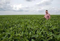Jay C. Young, superintendent of the Throckmorton Purdue Agricultural Center, wades through a soybean field Monday. Young says he is 6-feet-1 to show the height of the plants. / Brent Drinkut/Journal &amp; Courier