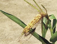 This tattered ear of corn, photographed in a field near Lebanon in mid-July 2012, was typical of damage caused to the county's corn crop by drought and heat. File photo