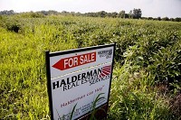 Farmland is listed for sale Friday by Halderman Real Estate Services off County Road 800 North near Delphi. / Brent Drinkut/Journal &amp; Courier