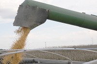 Tribune photo by Aubrey Woods / Corns pours from the hopper of a combine driven by Jay Schepman of Seymour on Tuesday afternoon in a field off U.S. 50 west of Seymour.