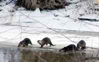 Submitted photo Little Critters: ACRES is also looking at purchasing other properties in Miami County along the Eel and Wabash rivers 