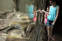 Dawson Pfaffmann, 11, (right) and Delilah Pfaffmann, 7, check out the sleeping jaguar as they tour the zoo with their parents, James and Bridget Pfaffmann during the first Twilight Tuesdays at Mesker Park Zoo &amp; Botanic Garden on Tuesday. The Pfaffmanns are members of the zoo but took the opportunity to check out the animals at night with the zoo&rsquo;s extended Tuesday evening hours which will go on through Sept. 16. Staff photo by Erin McCracken