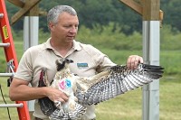 John Castrale, in this picture with an osprey, is leaving the Department of Natural Resources&nbsp; after more than 30 years on the job. Courtesy photo