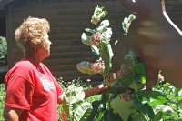 Huntington County Master Gardener Susan Miller inspects a milkweed plant for Monarch butterfly eggs. Staff photo by Lucas Bechtol