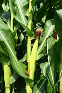 Silk protrudes from an ear of corn that's starting to fill out on a Cass County cornstalk. Cass farmers expect this year's crop to produce record yields and ideal weather during pollination.Staff photo by Sarah Einselen