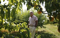 David Byers examines a Harrow Beauty peach tree Tuesday at Applacres, near Bedford. The tree has some peaches, but not nearly as many as normal after a spring freeze wiped out most of the crop. Jeremy Hogan | Herald-Times