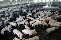Maxwell Farms' Unionport Nursery in Randolph County houses piglets that are kept for six weeks before being shipped to contract farms where they are fattened for market. / The Star Press file photo