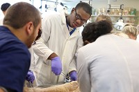 Prosection participant Johntrell Bowles, 17, from Gary, prepares a donor body for use in the classroom during the International Human Cadaver Prosection Program at the Indiana University School of Medicine-Northwest in Gary. Staff photo by Jonathan Miano