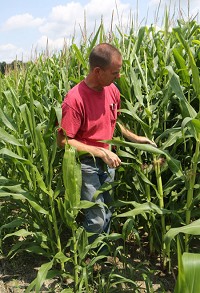 The corn at Dan Sutton's West Creek Township farm and others has suffered a bit due to the cooler weather this year. Stalks are not as tall as they should be by this time, he says. Staff photo by John J. Watkins