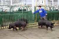 Devon Niedenthall of Greenfield moves his pigs into a pen on Wednesday at the Indiana State Fair. The fair runs in Indianapolis from Friday to Aug. 17. Staff photo by Chelsea Schneider