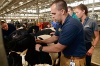 You'll feel a little stick: Purdue University veterinarian student Clint Shireman of Wanatah administers medication to a cow as other Purdue veterinarian students look on Thursday, July 31 at the Indiana State Fairgrounds in Indianapolis. Staff photo by Joseph C. Garza