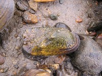 Lake Freeman&rsquo;s water level once again has been lowered to accommodate endangered mussels, such as the rabbitsfoot, in the Tippecanoe River. (Photo: Provided by the Indiana Department of Natural Resources )