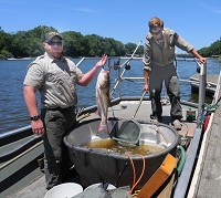 Lunch: Indiana Department of natural Resources employees conducted a demonstration of electro-shocking fish in the Wabash River in June of 2012. One employee holds a silver, or Asian carp. Staff file photo by Jim Avelis