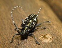 The newest invasive species is the Asian Longhorned Beetles which poses a threat to most trees. The beetle has not made its way to Indiana but is nearby. Photo by Animal and Plant Health Inspection Service. (Contributed)