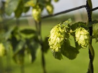 Hops hang from a fence Friday at Purdue University&rsquo;s Miegs Farm in southern Tippecanoe County. Purdue is researching types of hops plants that may grow well in Indiana and produce the desired flavors that craft brewers want to create. (Photo: Michael Heinz/Journal &amp; Courier )