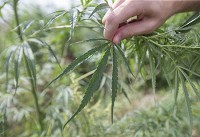 Wild marijuana plants are found growing in an area in the southwest side of South Bend on Friday. (SBT Photo/ROBERT FRANKLIN)