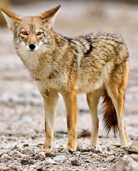 Coyotes (Canis latrans) are now found in every Indiana county.