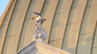Finding a new home: Two peregrine falcons make themselves at home on the Vigo County Courthouse. The pair had previously nested at the Statesman Towers on the Indiana State University Campus. The towers are slated for demolition in April. Brendan Kerns photo