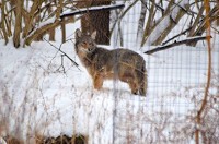 A coyote stands in the snow in the backyard of Bloomington resident Laurel Adams. Adams said it was the second time in a day that she noticed the coyote. Courtesy photo