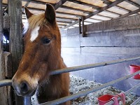 Ginger, a 10-year-old mare, Tuesday, March 24, 2015, at Indiana Horse Rescue in Frankfort. Ginger and two other horses were removed from a property in Williamsport on March 6. Although the horses show signs of neglect, because they had access to some food and water, it appears the owner did not violate Indiana's animal neglect law. (Photo: John Terhune/Journal &amp; Courier)