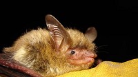 The Northern Long-Eared Bat. Wisconsin DNR