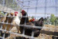 Animal health officials have detected a deadly strain of the avian flu virus in a backyard poultry flock, similar to this flock photographed in Goshen last June. The avian flu virus was discovered in Whitley County last week. Photo by Sam Householder/The Goshen News