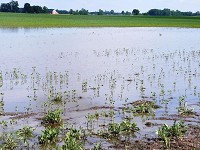 A soybean field in Hendricks County is partly covered by ponding water Tuesday from frequent rain over several days in the central part of the state. Purdue University experts say more rain predicted through the week could hurt this year&rsquo;s growing season. (Photo: Provided)