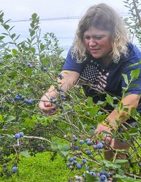 Picking away: Tami Burris of Terre Haute picks blueberries right off the bush at Ditzler Orchard. Staff photo by Austen Leake