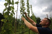 Steve Howe, of Lowell, works among his hop plants on his family farm in West Winfield.&nbsp;Howe supplies some local breweries and home brewers with hops. Staff photo by John Luke