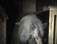 An officer from Indiana Department of Natural Resources Law Enforcement District 10 snapped this photo of the bear Tuesday night in the Motts Park area of Michigan City. Provided photo