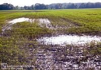 Farmers in Jay County have been among the hardest hit by crop losses as a result of flooding this year. Many fields, such as the one above on the west side of county road 300 East between Indiana 26 and the Salamonie River, still have standing water. (The Commercial Review/Ray Cooney)
