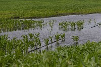 A low spot in a field of corn at the intersection of C.R. 9 and C.R. 28 on July 14, 2015, shows the effect of heavy rain.  (J. Tyler Klassen/The Elkhart Truth)