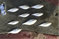 These juvenile gizzard shad were caught in nets in Salt Creek just below the dam at Lake Monroe. They look a lot like the juvenile Asian carp that also can be found there. It is illegal to take live bait fish, such as these from Salt Creek.&nbsp;Indiana Department of Natural Resouces | Courtesy photo