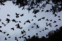 Birds fly through the Brincka Cross Gardens. Staff photo by Damian Rico