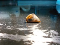 A zebra mussel collected from Prairie Creek Reservoir is photographed in a lab at the Bureau of Water Quality.&nbsp;(Photo: Laura Bowley/Muncie Sanitary District)