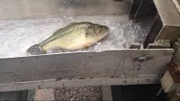 This is a still image from a video of stocking largemouth bass at Griffy Lake recently. The fish were from the Cikana State Fish Hatchery. Indiana Department of Natural Resources courtesy image