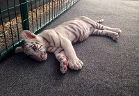 A tiger cub rests at Wildlife in Need near Charlestown. Photo coutesy Tim Stark