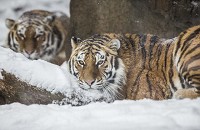 Amur tigers lie in the snow on Tuesday at Potawatomi Zoo in South Bend. Tribune Photo/ROBERT FRANKLIN