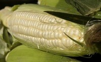 Sweet corn at the market.&nbsp;David Snodgress | Herald-Times