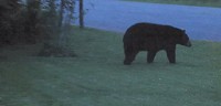 The Michigan Department of Natural Resources says it has euthanized a black bear that had become aggressive in attempting to break into homes in southwest Michigan. This bear was captured on video by a YouTube user in Hartford, Mich., &nbsp;on May 22, 2015. Photo courtesy of YouTube.