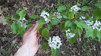 A closeup look at the white blossoms of a Callery pear tree, also shows the leaf structure of the ornamental tree that has become an invasive species in Indiana and elsewhere.&nbsp;Courtesy photo