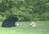 This black bear, shown tearing down a bird feeder in the Michigan City area last summer, is the one believed to have been caught and euthanized near Stevensville last week. Photo provided