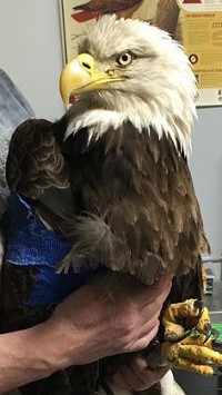 What is likely the oldest bald eagle in Indiana was located near Worthington recently. (Photo courtesy of Indiana Raptor Center)