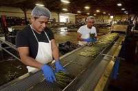 Seasonal workers: Marcos Cruz Diego and Angel Zuniga fulfill their roles as 'feeders' in an asparagas processing line on Thursday at Melon Acres near Oaktown in Knox County. Staff photo by Joseph C. Garza
