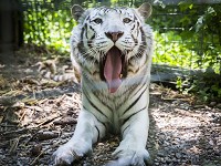 A white tiger that once belonged to a magician yawns before napping in its enclosure at the Exotic Feline Rescue Center in Center Point. Staff photo by&nbsp;  Jordan Kartholl/The Star Press